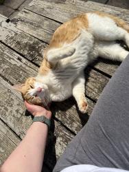 Found/Stray Male Cat last seen Between exit 5 & 7 along I-81, near Beaverview Creek, Bristol, VA 24201