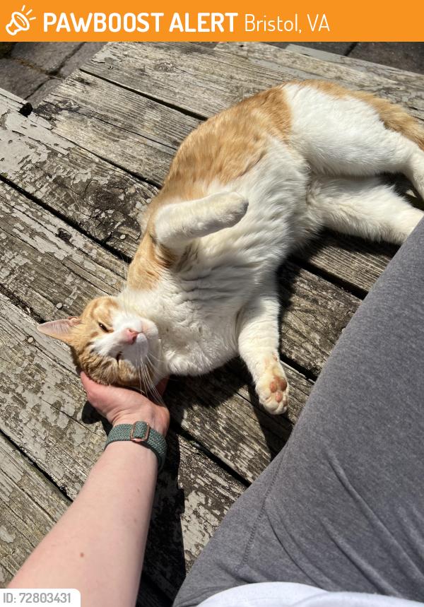 Found/Stray Male Cat last seen Between exit 5 & 7 along I-81, near Beaverview Creek, Bristol, VA 24201