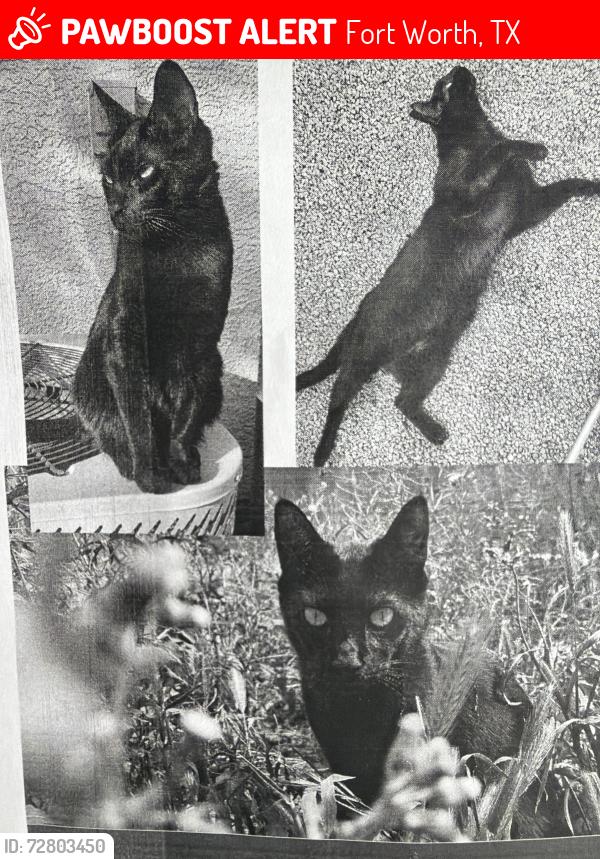 Lost Male Cat last seen Inspire Bonds Ranch community Bonds Ranch Rd , Harmon Rd, Fort Worth, TX 76177