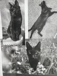 Lost Male Cat last seen Inspire Bonds Ranch community Bonds Ranch Rd , Harmon Rd, Fort Worth, TX 76177
