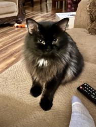 Lost Female Cat last seen Viewing and Aster Lane.  Shakopee mn, Shakopee, MN 55379