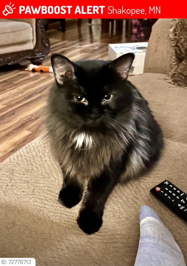 Lost Female Cat last seen Viewing and Aster Lane.  Shakopee mn, Shakopee, MN 55379