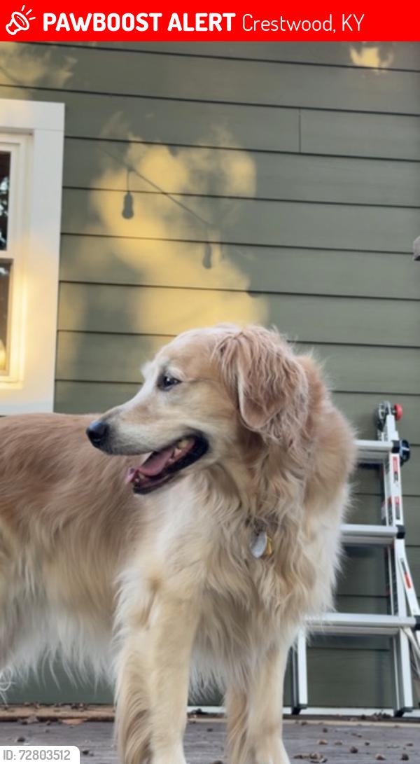 Lost Female Dog last seen Peewee Valley, Crestwood, KY 40014