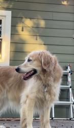 Lost Female Dog last seen Peewee Valley, Crestwood, KY 40014