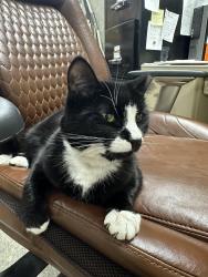 Lost Female Cat last seen Near 10th st Bellingham Washington and Taylor dock , Bellingham, WA 98225