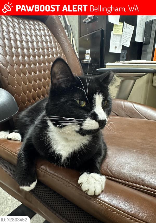 Lost Female Cat last seen Near 10th st Bellingham Washington and Taylor dock , Bellingham, WA 98225