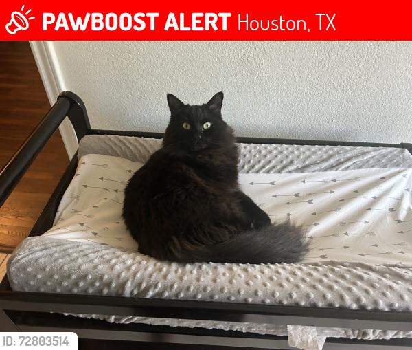 Lost Female Cat last seen Ranchstone and West, Houston, TX 77064