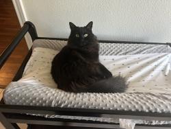 Lost Female Cat last seen Ranchstone and West, Houston, TX 77064