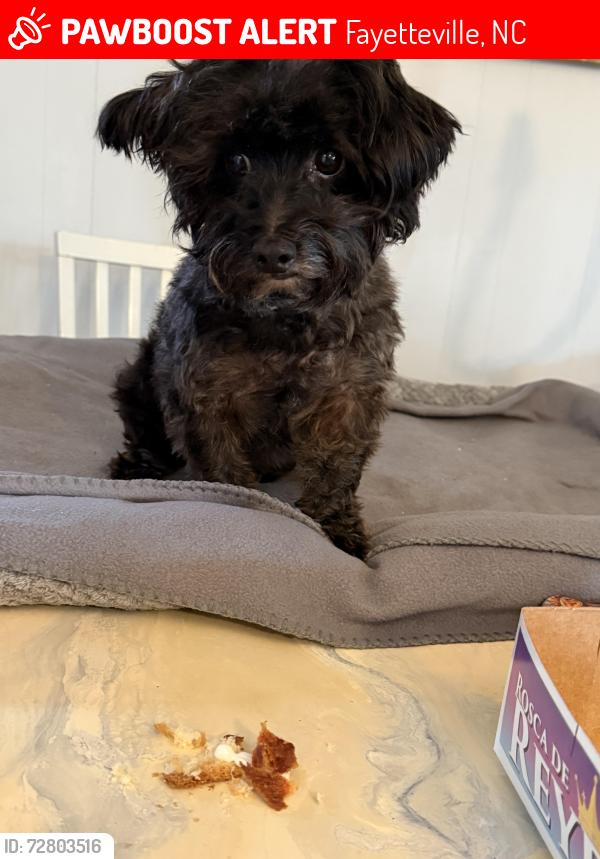 Lost Male Dog last seen N Sumac, Hope Mills, Fayetteville, NC 28304