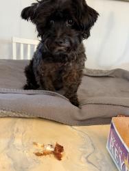 Lost Male Dog last seen N Sumac, Hope Mills, Fayetteville, NC 28304