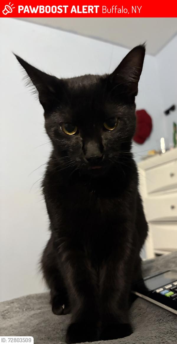 Lost Female Cat last seen Woodell Avenue, Buffalo, NY 14211