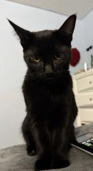 Lost Female Cat last seen Woodell Avenue, Buffalo, NY 14211