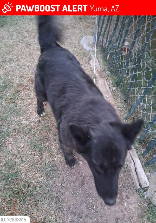 Lost Female Dog last seen Near 32 and 5E in Yuma Az, Yuma, AZ 85365