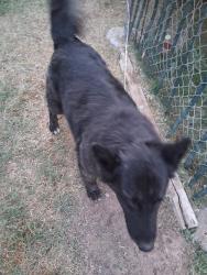 Lost Female Dog last seen Near 32 and 5E in Yuma Az, Yuma, AZ 85365