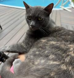 Lost Female Cat last seen Dailey Mill Rosd, McDonough, GA 30253