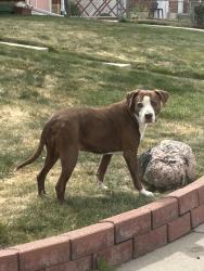 Found/Stray Female Dog last seen Arizona Ave & Harlan St, Lakewood, CO 80232