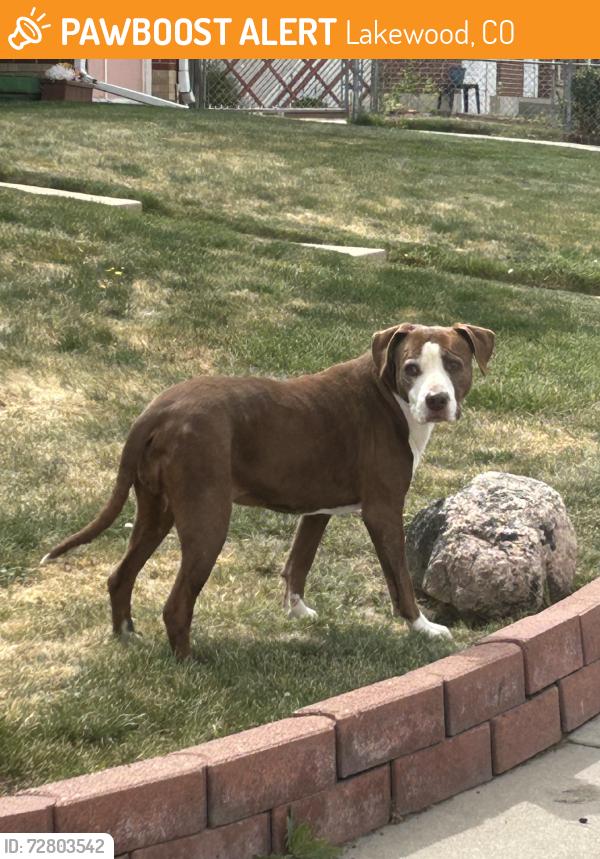 Found/Stray Female Dog last seen Arizona Ave & Harlan St, Lakewood, CO 80232