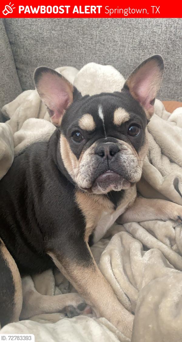 Lost Female Dog last seen E 6th st Springtown, Tx, Springtown, TX 76082