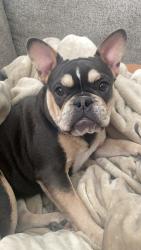 Lost Female Dog last seen E 6th st Springtown, Tx, Springtown, TX 76082