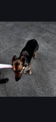 Found/Stray Female Dog last seen Wike Rd and Ike starnes rd granite falls nc , Granite Falls, NC 28630