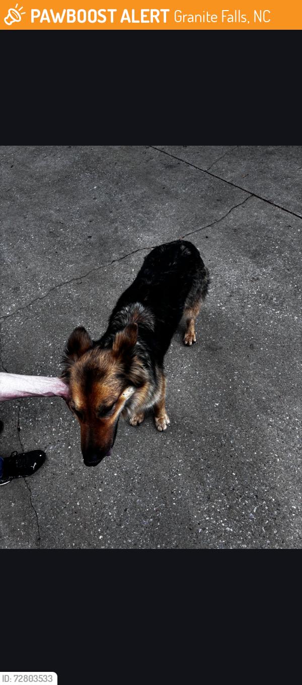Found/Stray Female Dog last seen Wike Rd and Ike starnes rd granite falls nc , Granite Falls, NC 28630