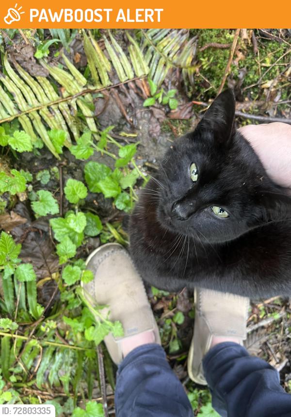 Found/Stray Male Cat last seen Burn rd & 158th st ne, Arlington,  WA, Snohomish County, WA 98223
