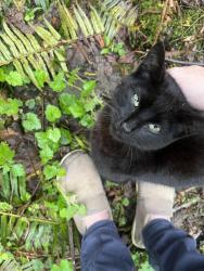 Found/Stray Male Cat last seen Burn rd & 158th st ne, Arlington,  WA, Snohomish County, WA 98223