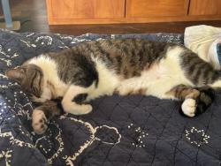 Lost Male Cat last seen Settegast ranch Rd and 723 , Richmond Tx, Richmond, TX 77406