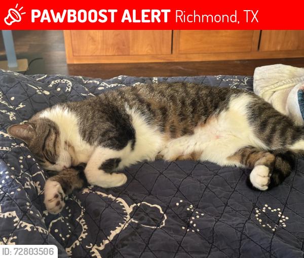 Lost Male Cat last seen Settegast ranch Rd and 723 , Richmond Tx, Richmond, TX 77406