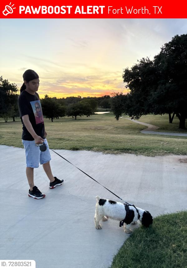 Lost Male Dog last seen En la mccart ave por el 20 de fort worth, Fort Worth, TX 76133