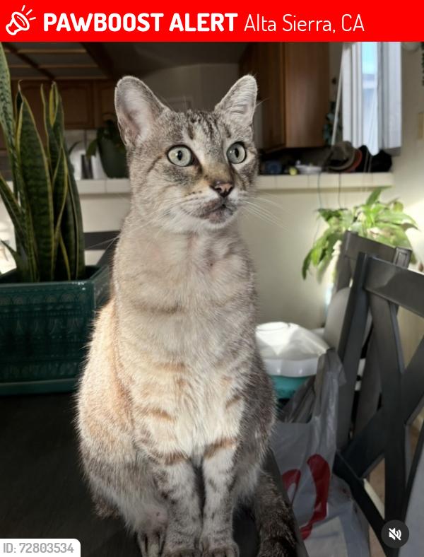 Lost Male Cat last seen Alice/Lawrence Way, Alta Sierra, Alta Sierra, CA 95949