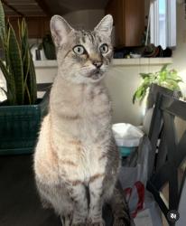 Lost Male Cat last seen Alice/Lawrence Way, Alta Sierra, Alta Sierra, CA 95949