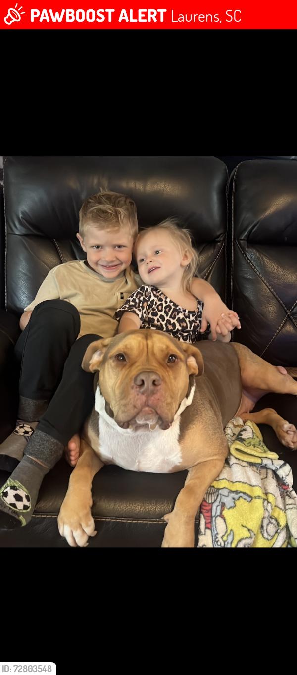 Lost Female Dog last seen Near a bridge, Laurens, SC 29360