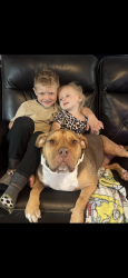 Lost Female Dog last seen Near a bridge, Laurens, SC 29360