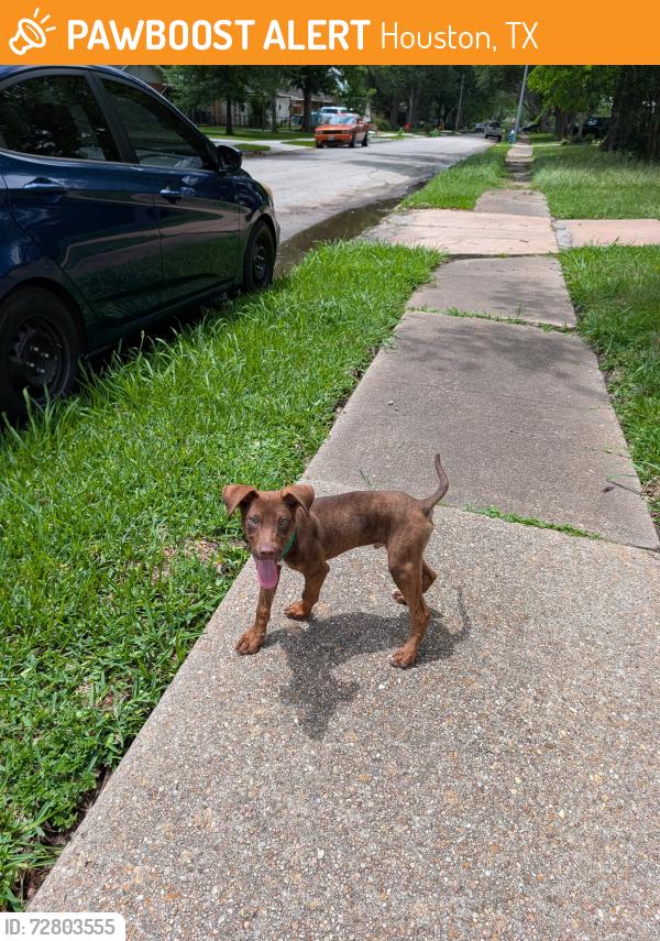 Found/Stray Male Dog last seen Near Jackwood st, Houston, TX 77074
