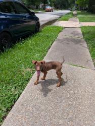 Found/Stray Male Dog last seen Near Jackwood st, Houston, TX 77074