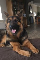 Lost Male Dog last seen Seattle , Seattle, WA 98113