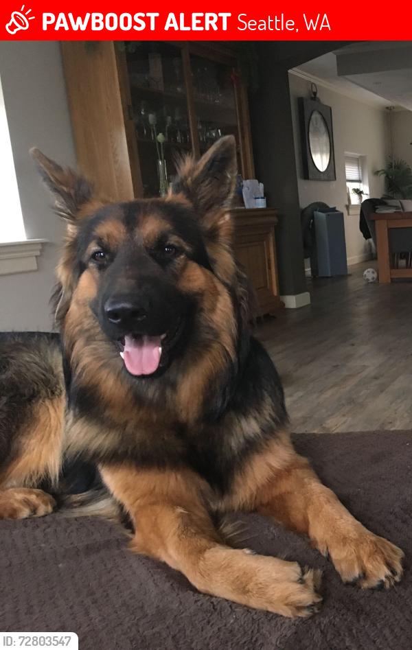 Lost Male Dog last seen Seattle , Seattle, WA 98113