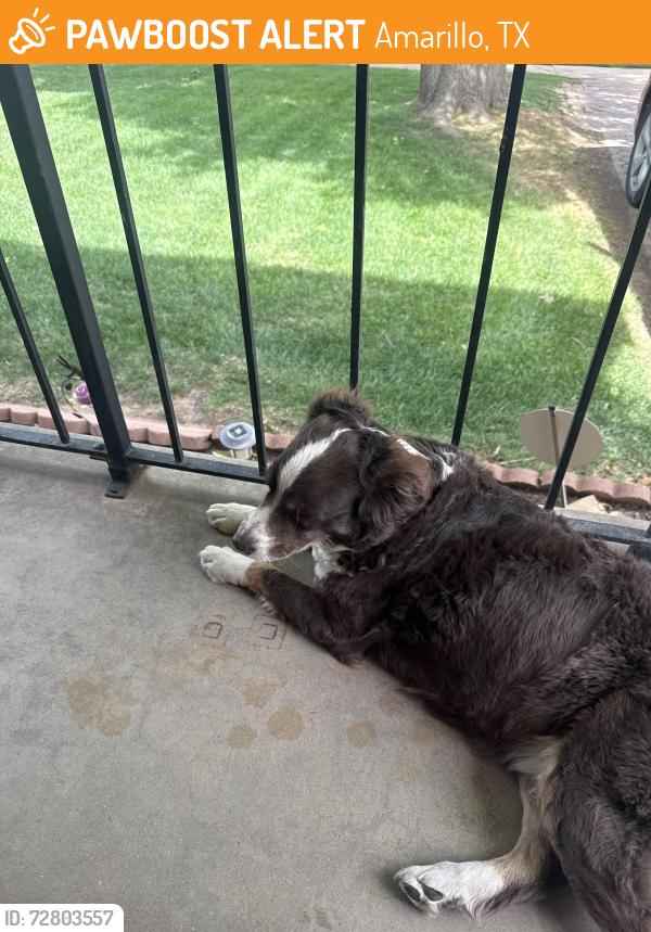 Found/Stray Female Dog last seen Near s Travis , Amarillo, TX 79102