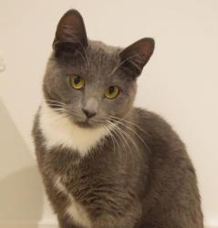 Lost Male Cat last seen The Pineapple Pub Dorney, Buckinghamshire, England SL4
