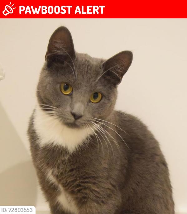 Lost Male Cat last seen The Pineapple Pub Dorney, Buckinghamshire, England SL4