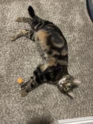 Reunited Male Cat last seen Wray North Dallas apmts , Dallas, TX 75287