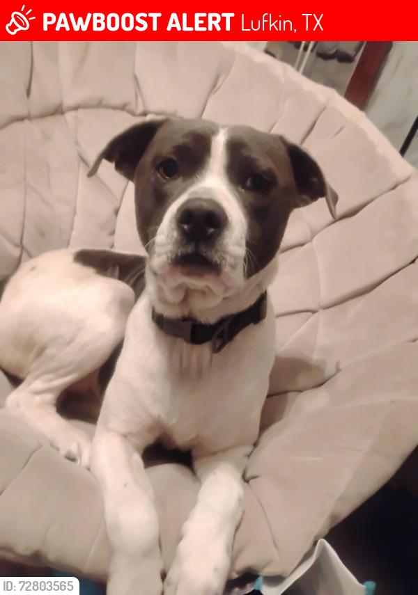 Lost Male Dog last seen Lufkin Ave, Lufkin, TX 75901