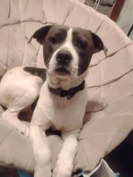 Lost Male Dog last seen Lufkin Ave, Lufkin, TX 75901