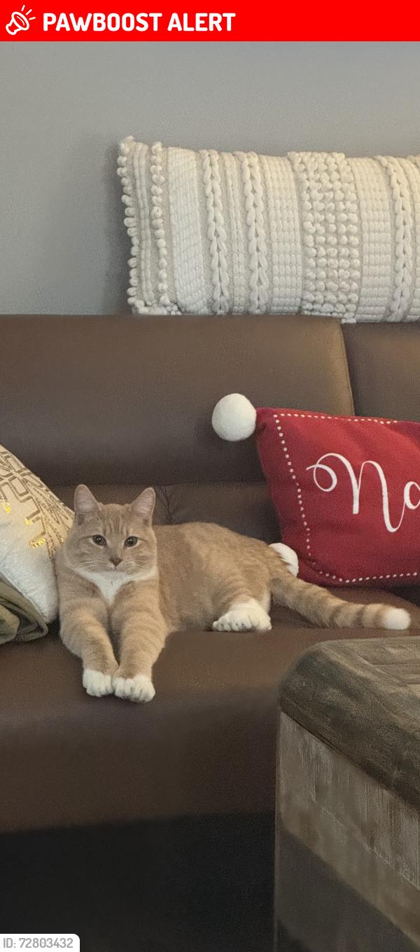 Lost Male Cat last seen Near Kabota - lost from acreage south of Kabota , Red Deer County, AB T0M