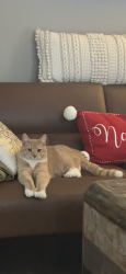 Lost Male Cat last seen Near Kabota - lost from acreage south of Kabota , Red Deer County, AB T0M