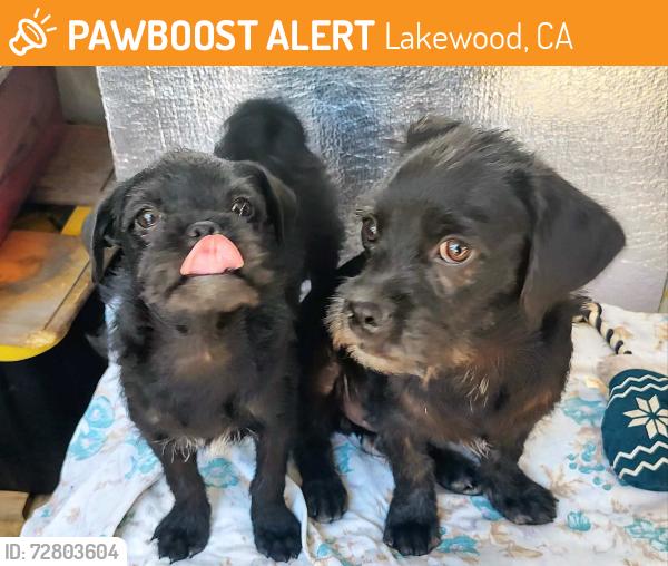 Found/Stray Male Dog last seen Not sure , Lakewood, CA 90714