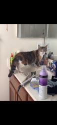 Found/Stray Unknown Cat last seen Hunters creek/midway park, Jacksonville, NC 28544