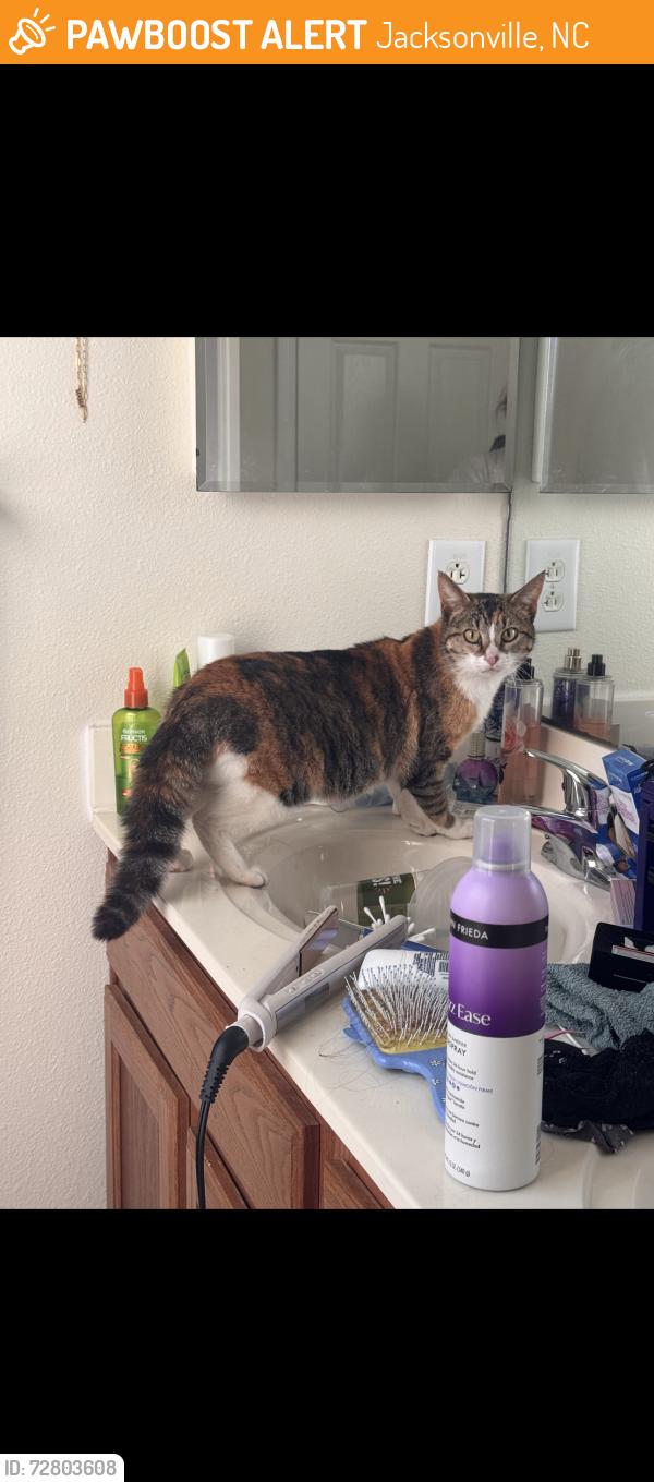 Found/Stray Unknown Cat last seen Hunters creek/midway park, Jacksonville, NC 28544