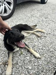 Found/Stray Female Dog last seen Near & south stewart st , Azle, TX 76020